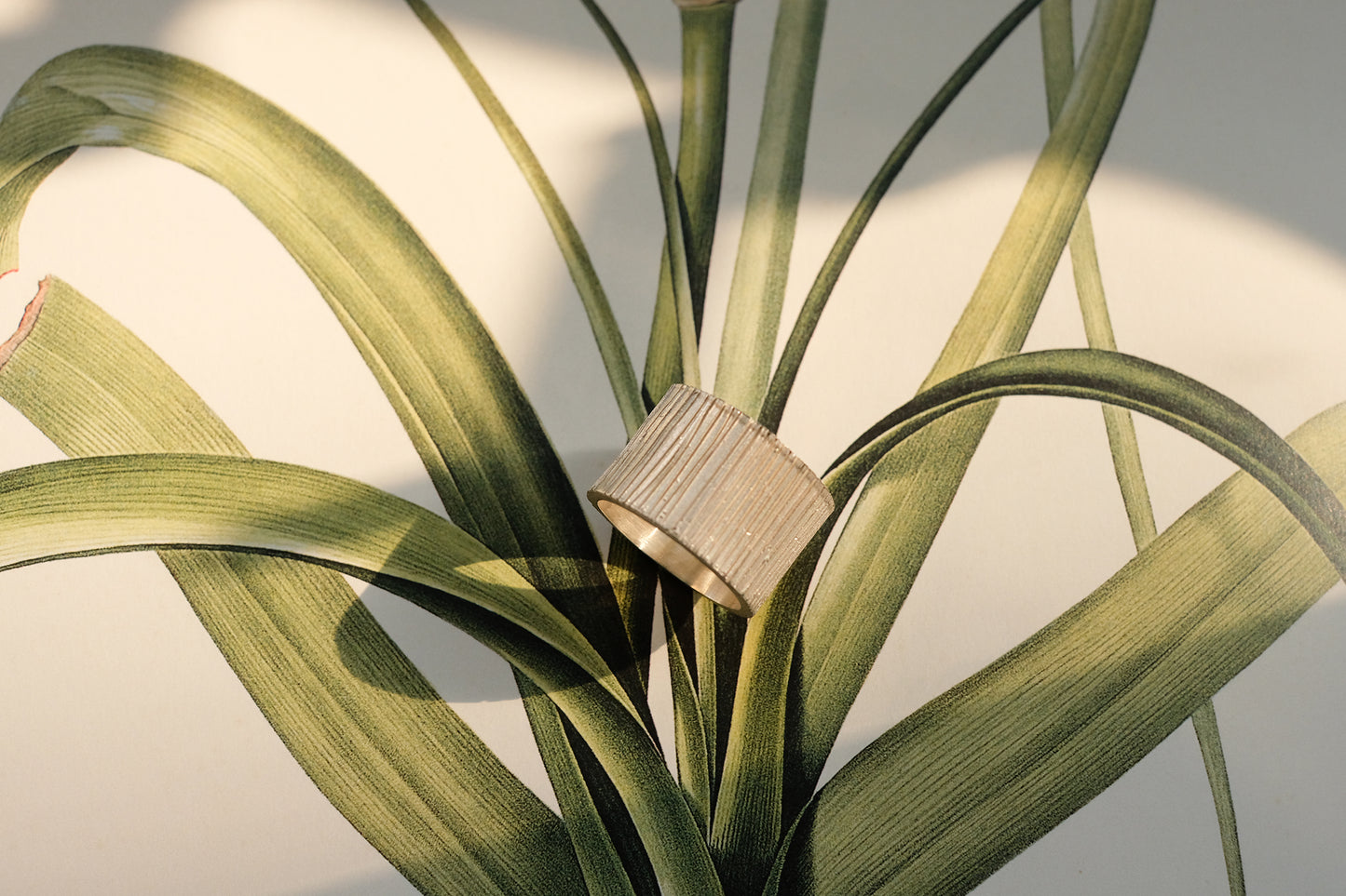 Linear Ring
