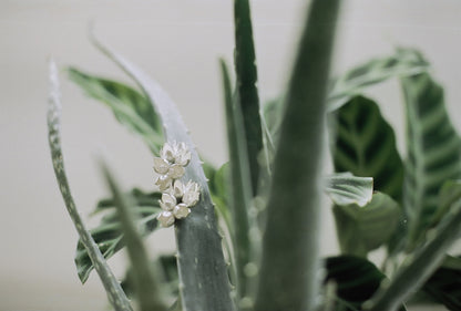 Flora Earrings